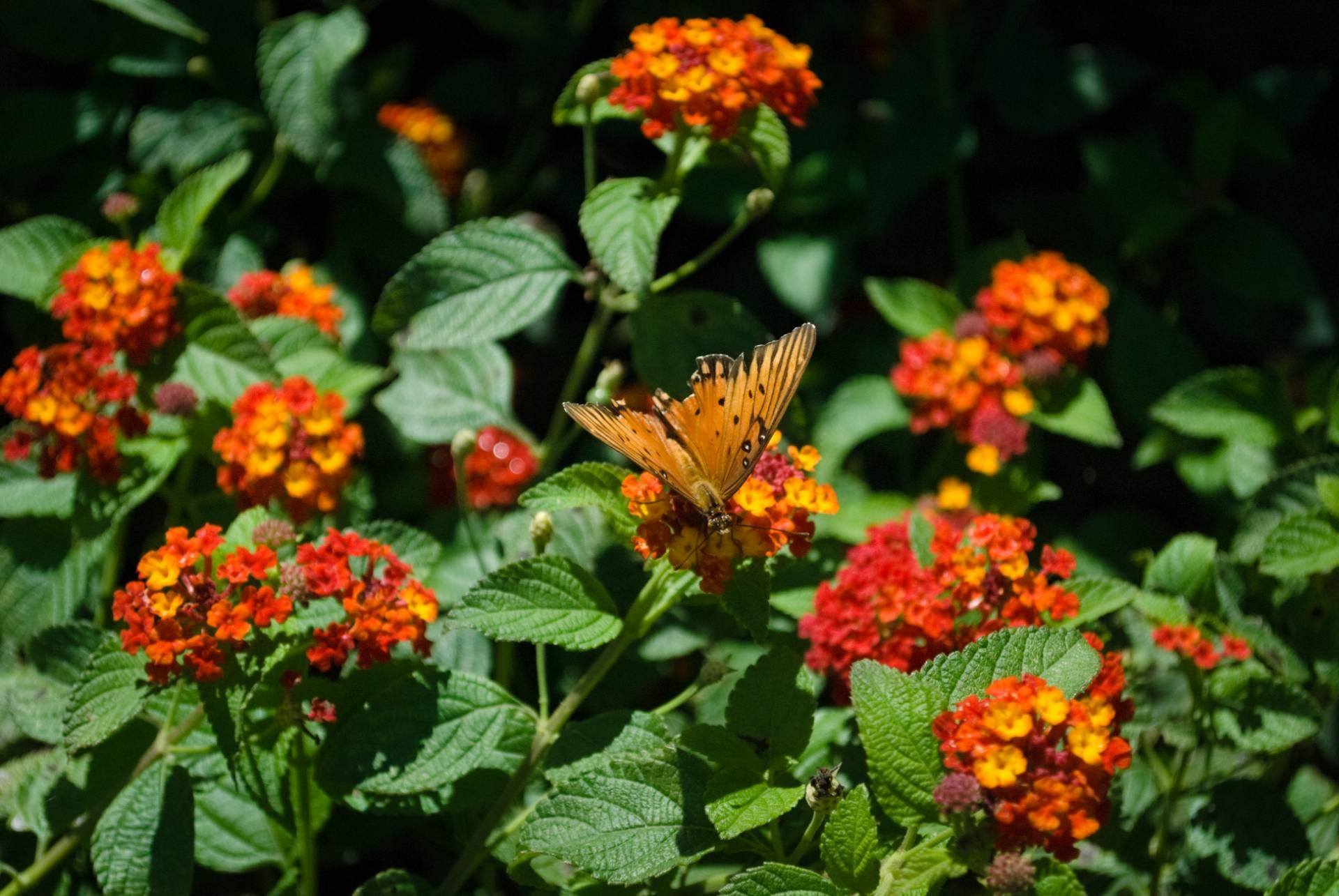 Butterfly on milkweed plant